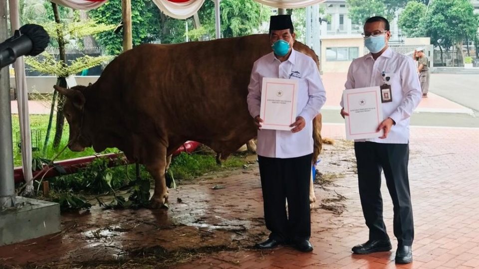 Presiden Jokowi Salurkan Bantuan Hewan Kurban Ke 38 Provinsi
