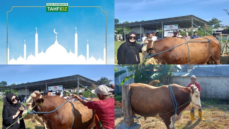 Hari Raya Kurban Yayasan Tahfidz Indonesia Sembelih Sapi Simental